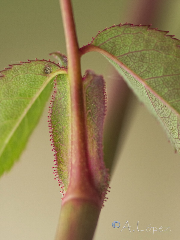 Rosa andegavensis.16