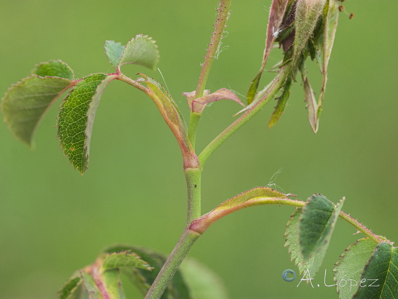 Rosa andegavensis.19