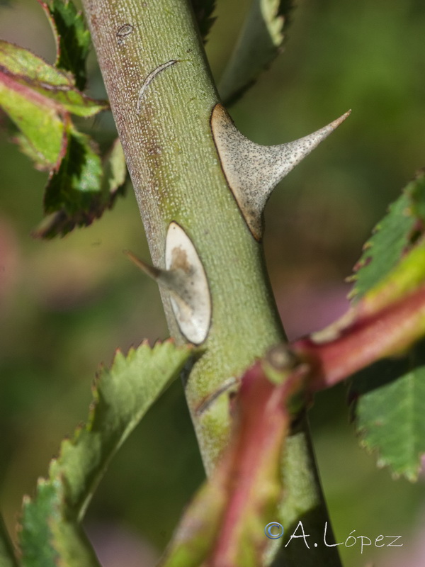 Rosa andegavensis.30