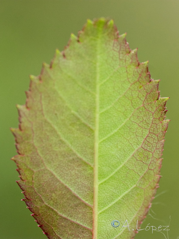 Rosa andegavensis.37