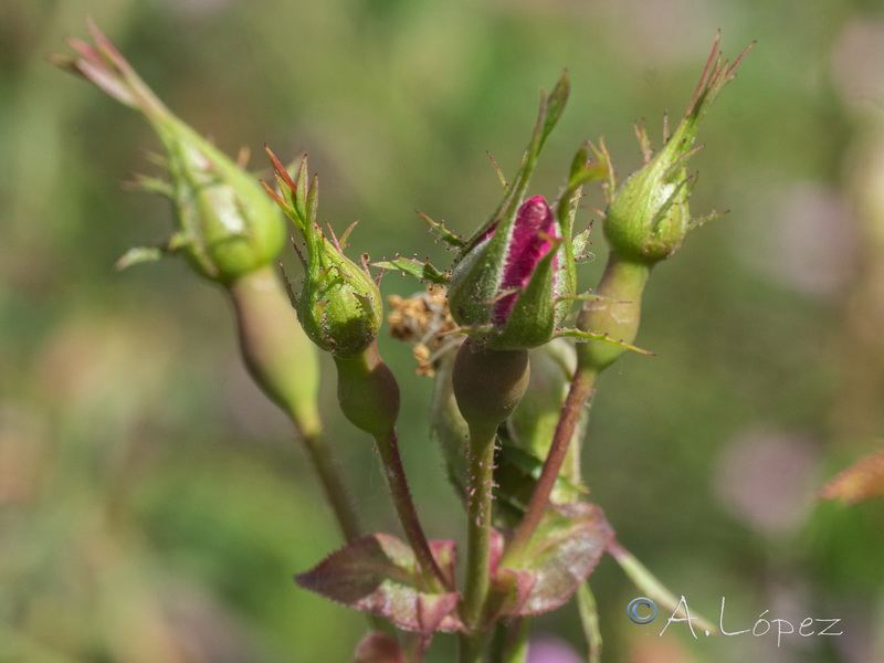 Rosa andegavensis.39