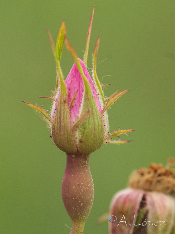 Rosa andegavensis.43