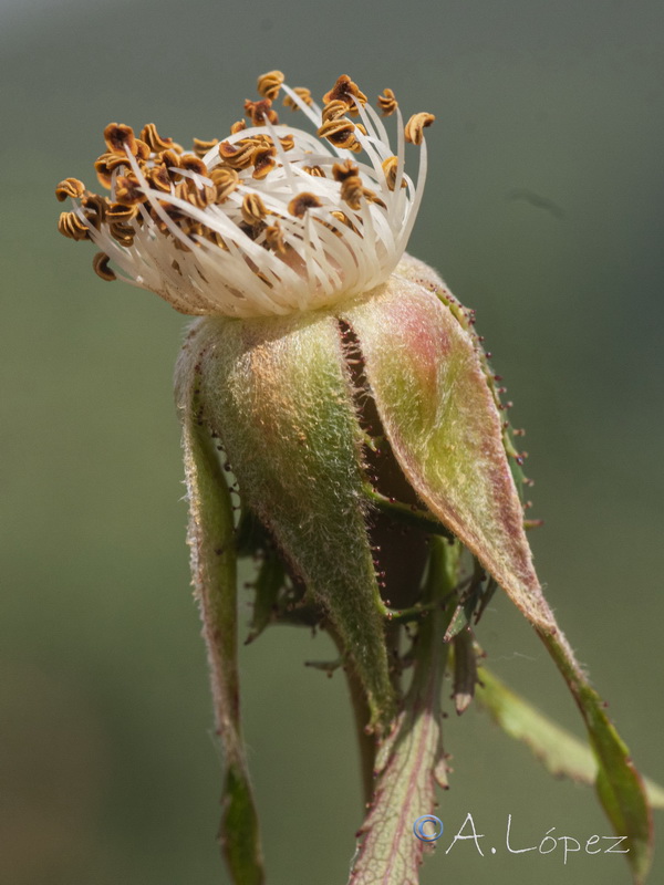Rosa andegavensis.46