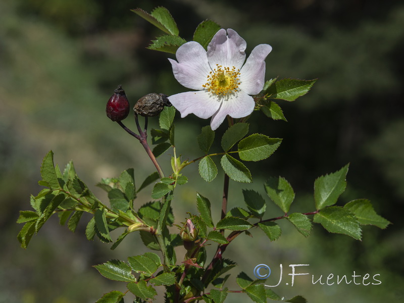 Rosa canina.01