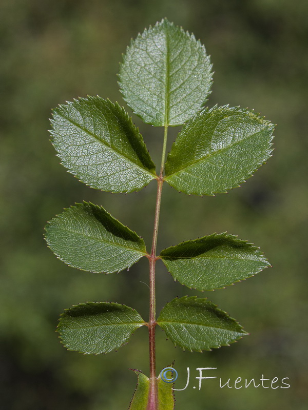 Rosa canina.02