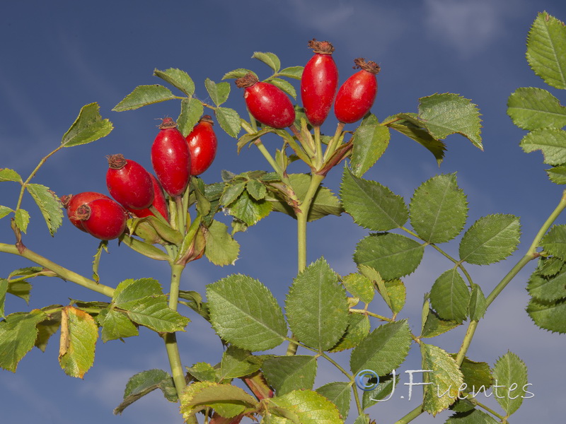Rosa canina.04