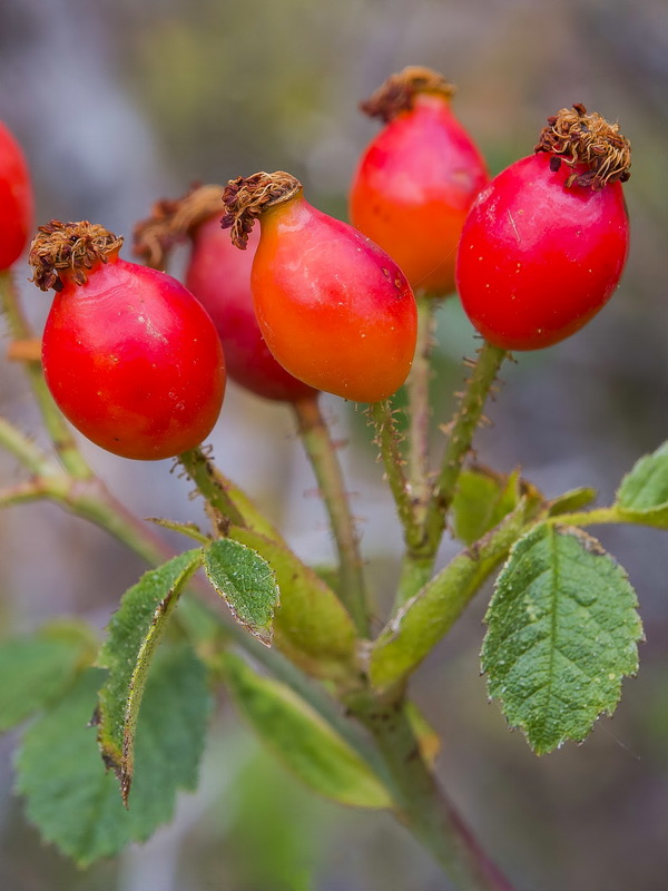 Rosa canina.05