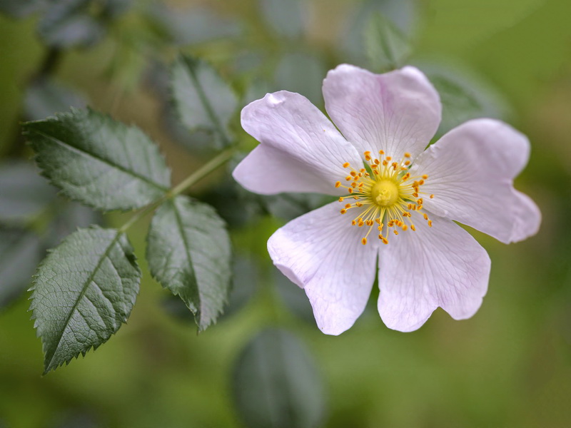 Rosa canina.07
