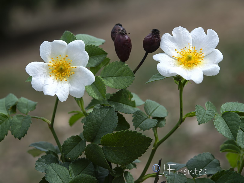 Rosa canina.08