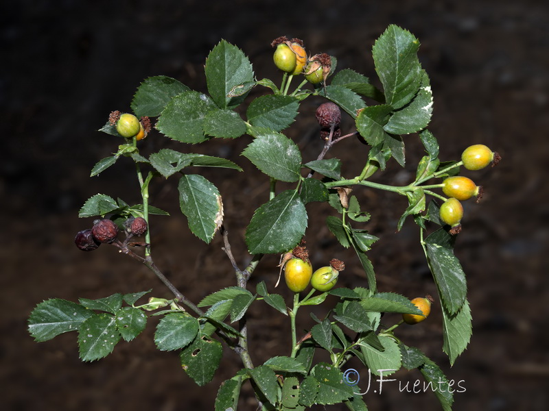 Rosa canina.12