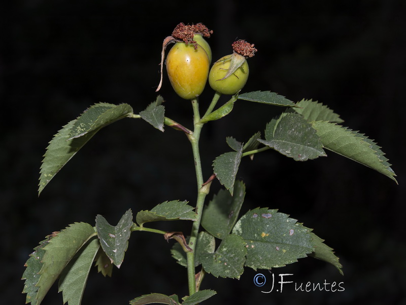 Rosa canina.15