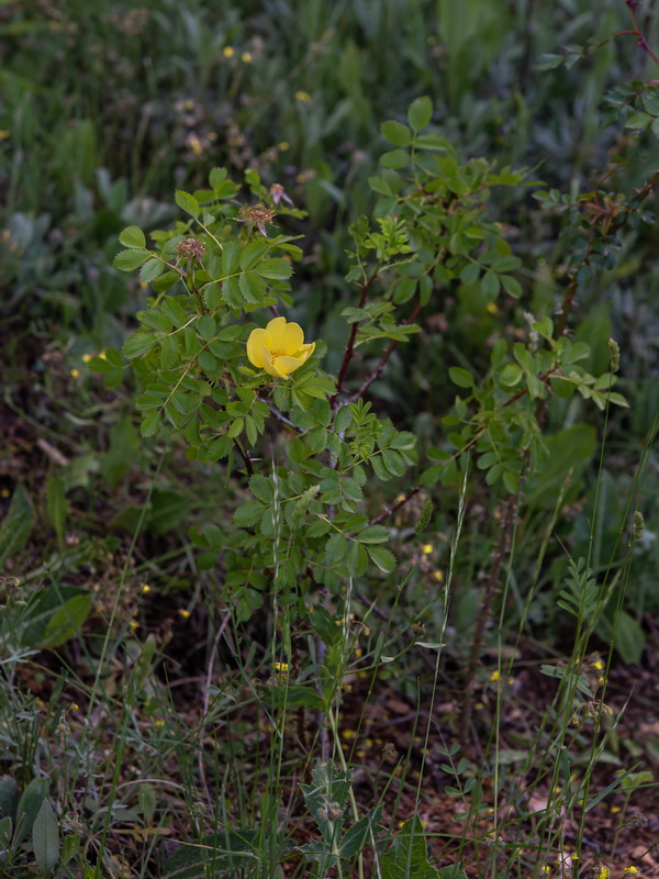 Rosa foetida.01