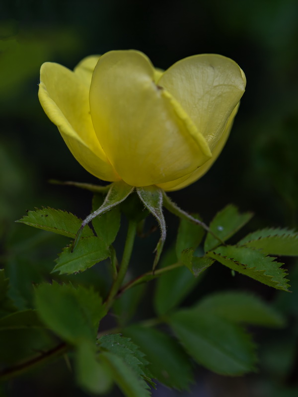 Rosa foetida.13