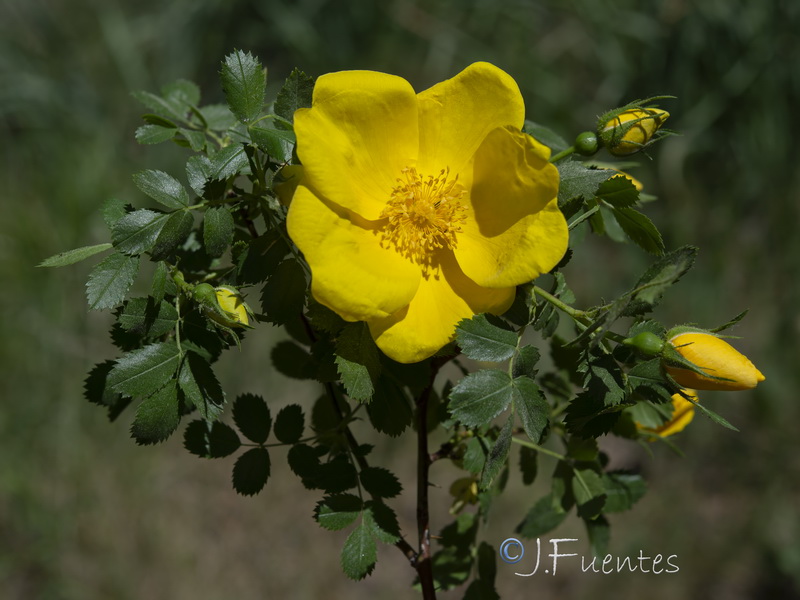 Rosa foetida.09