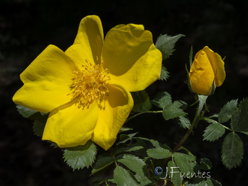 Rosa foetida.11
