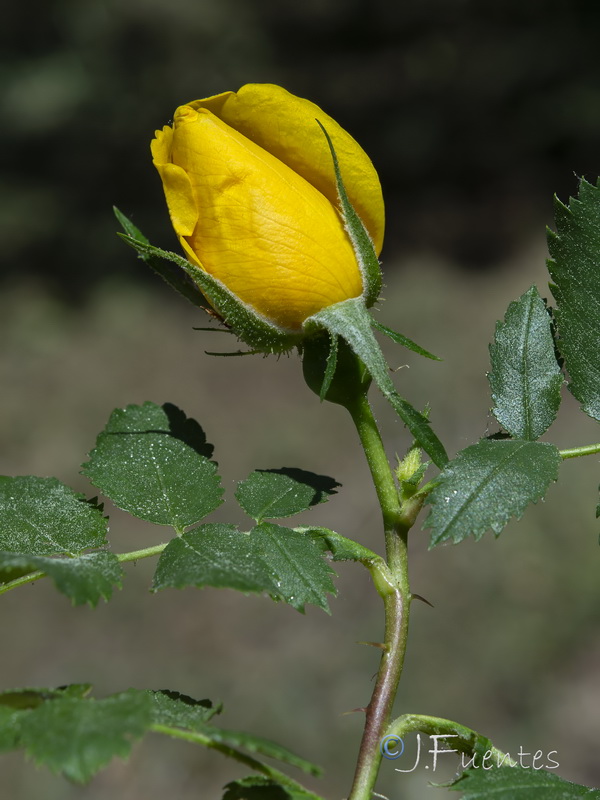 Rosa foetida.17