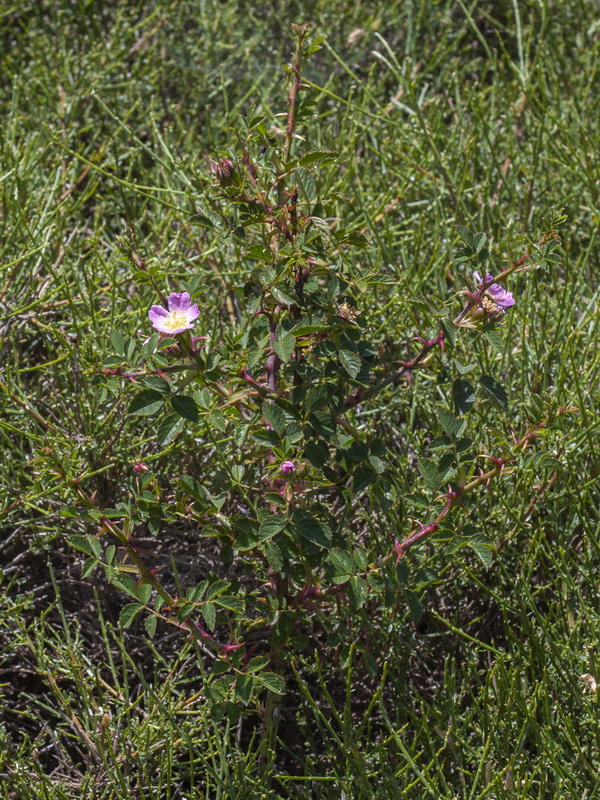 Rosa micrantha.01