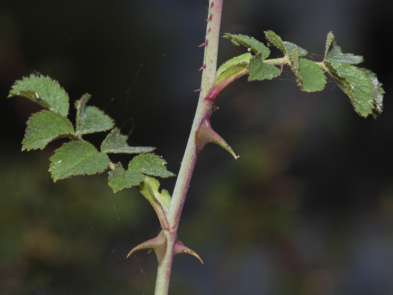 Rosa micrantha.09