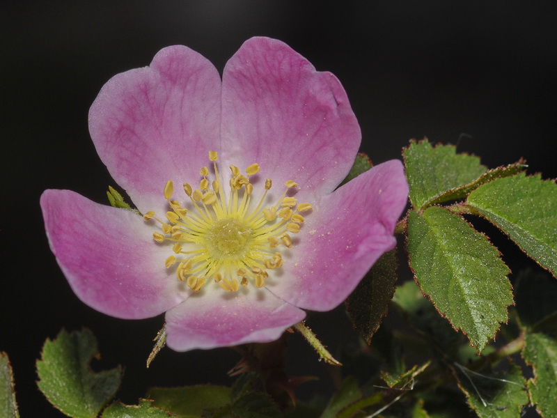 Rosa micrantha.14