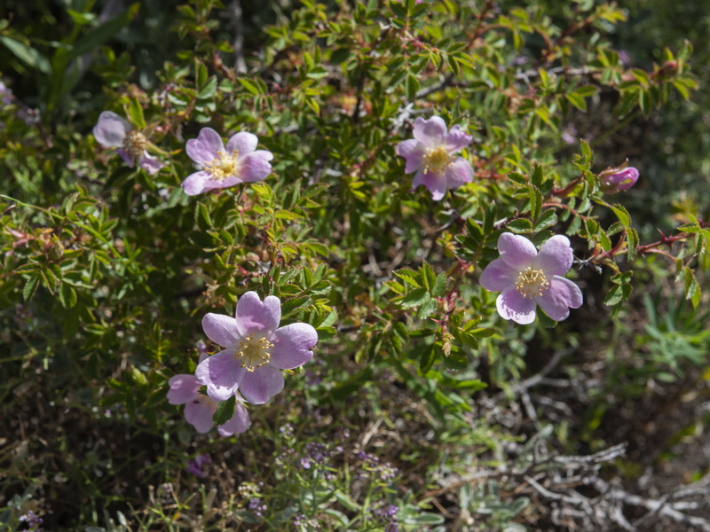 Rosa micrantha.20