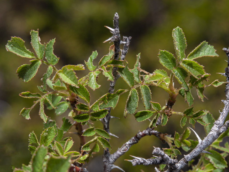 Rosa micrantha.21