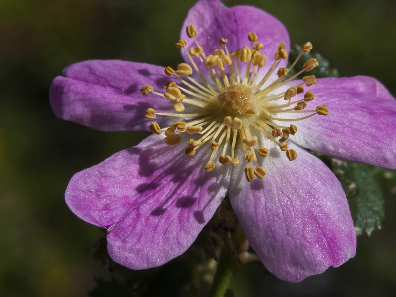 Rosa micrantha.23