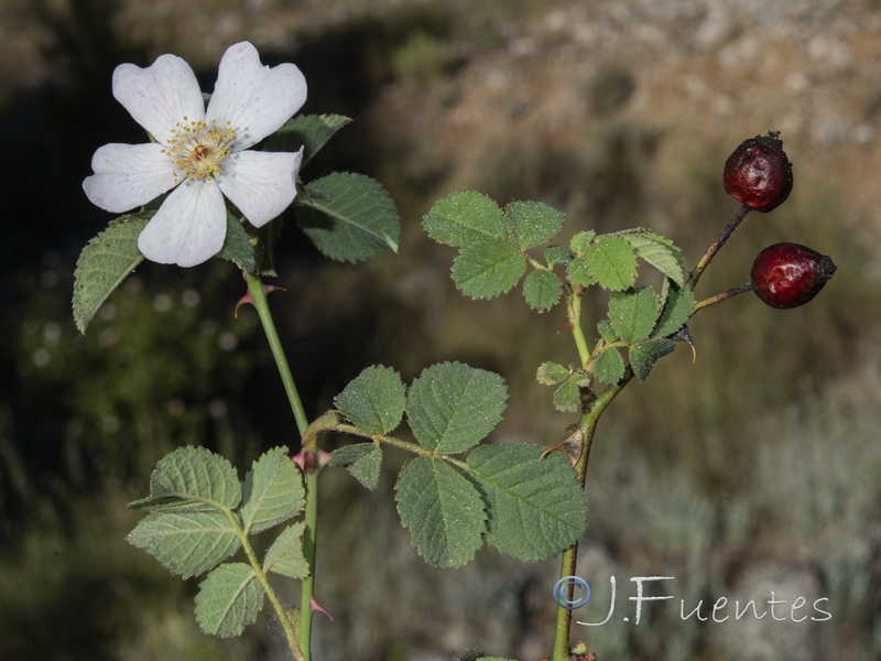 Rosa micrantha.24