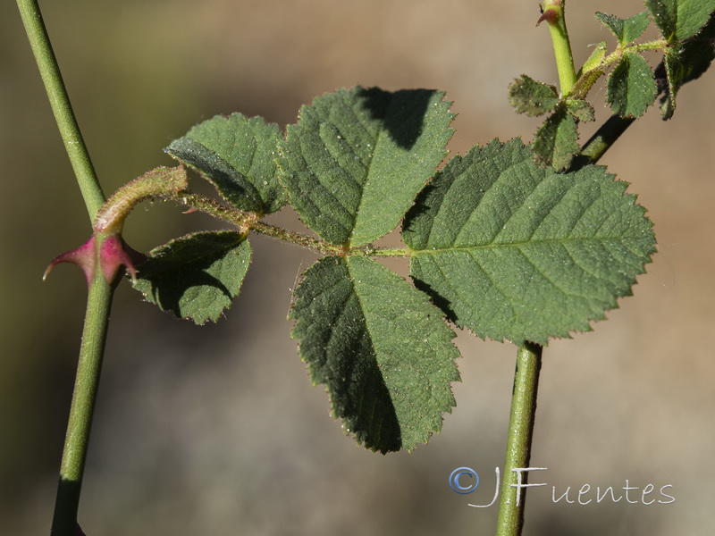 Rosa micrantha.25