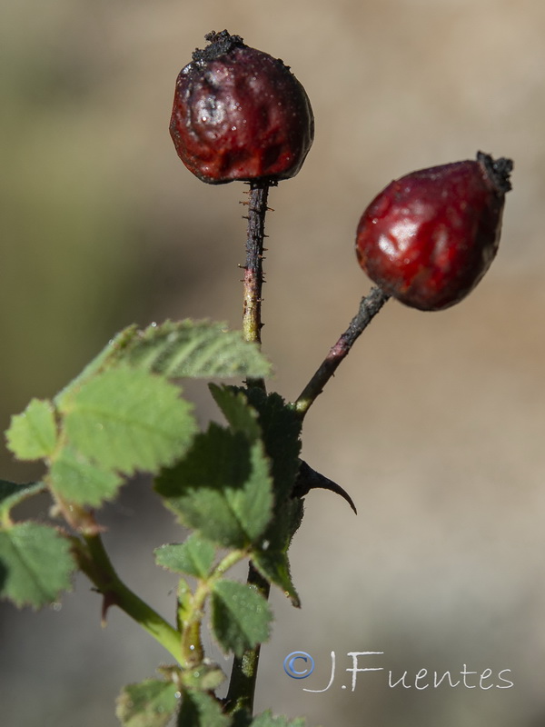 Rosa micrantha.28