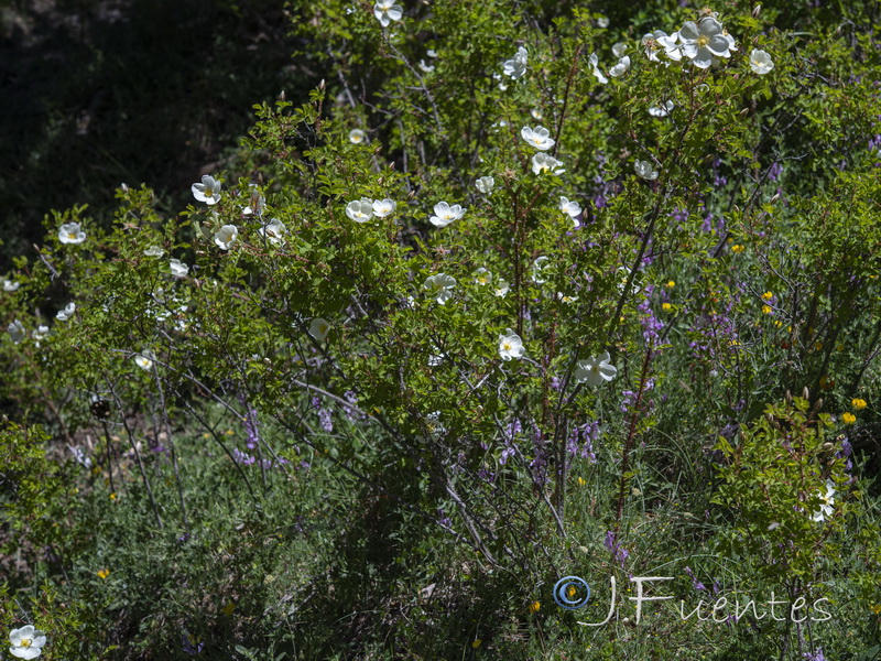 Rosa pimpinellifolia.01