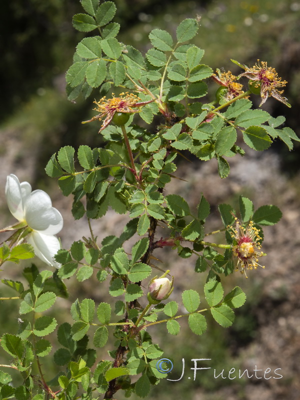 Rosa pimpinellifolia.02