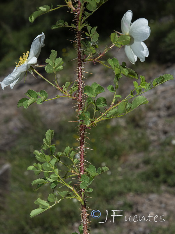 Rosa pimpinellifolia.03