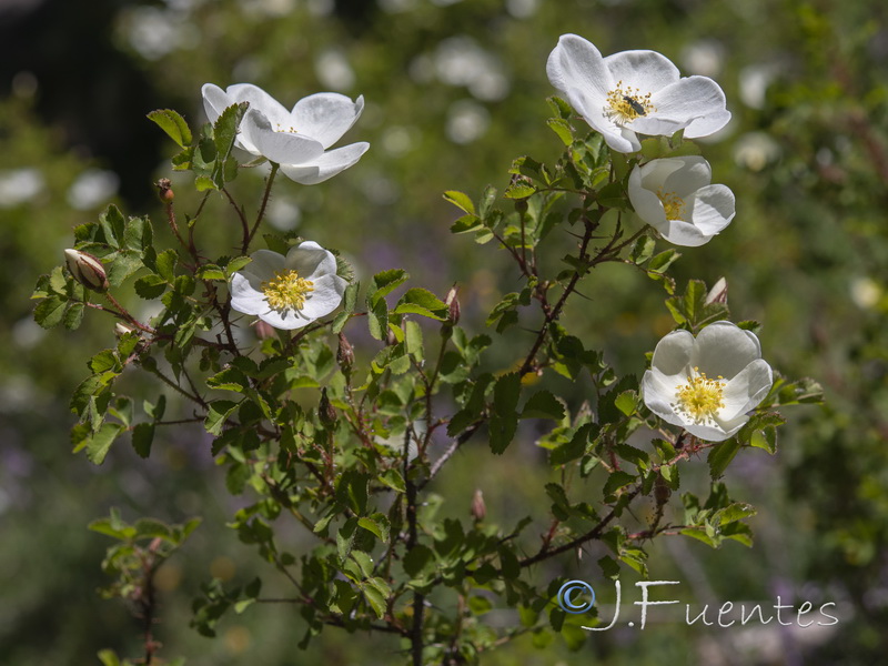 Rosa pimpinellifolia.05