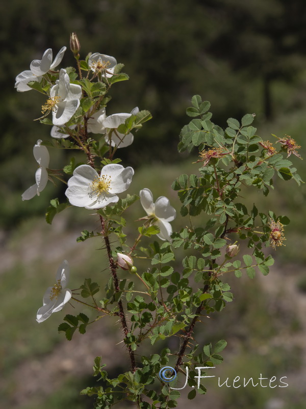 Rosa pimpinellifolia.06