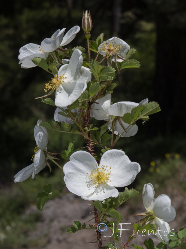 Rosa pimpinellifolia.07