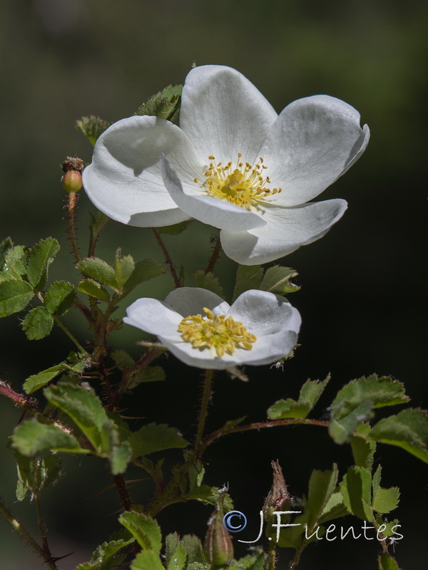 Rosa pimpinellifolia.08