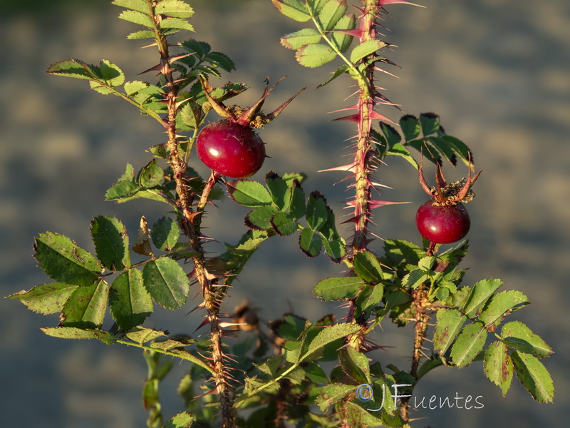 Rosa pimpinellifolia.09