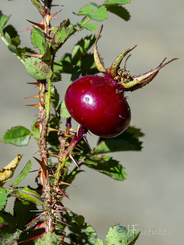Rosa pimpinellifolia.12