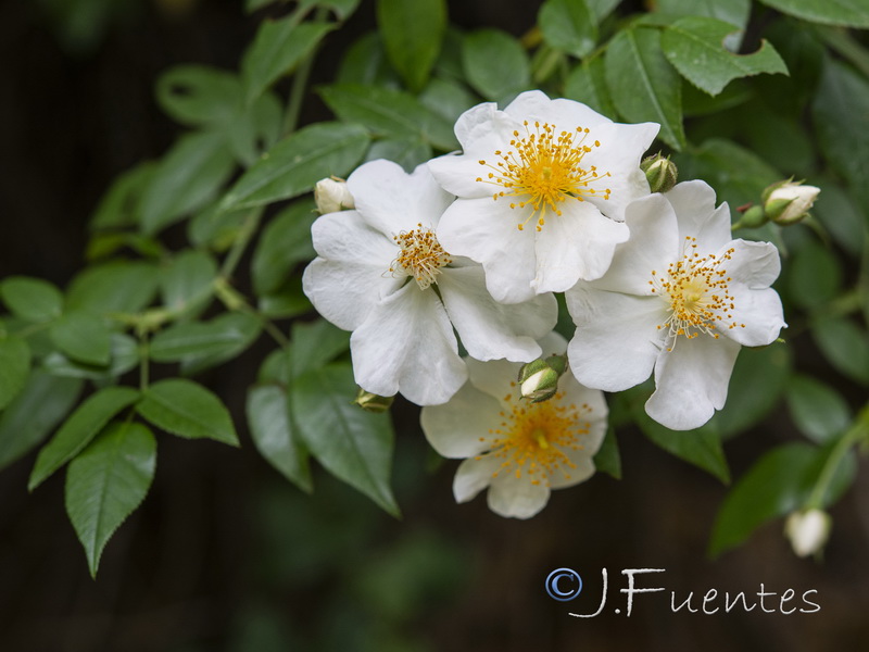 Rosa sempervirens.01