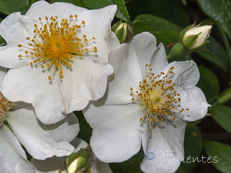 Rosa sempervirens.02