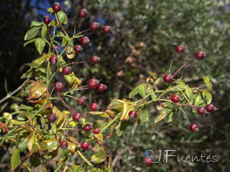 Rosa sempervirens.03