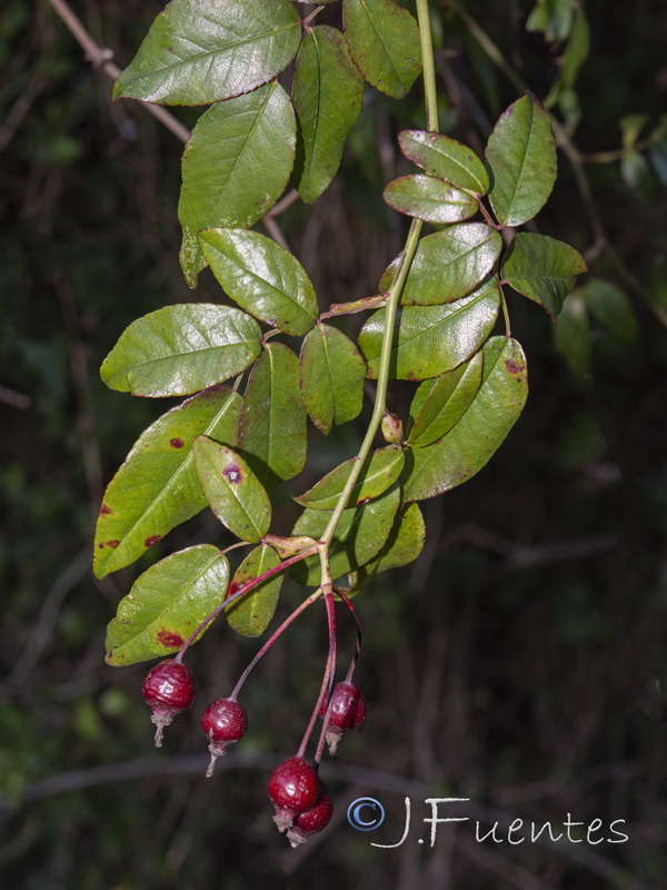 Rosa sempervirens.05