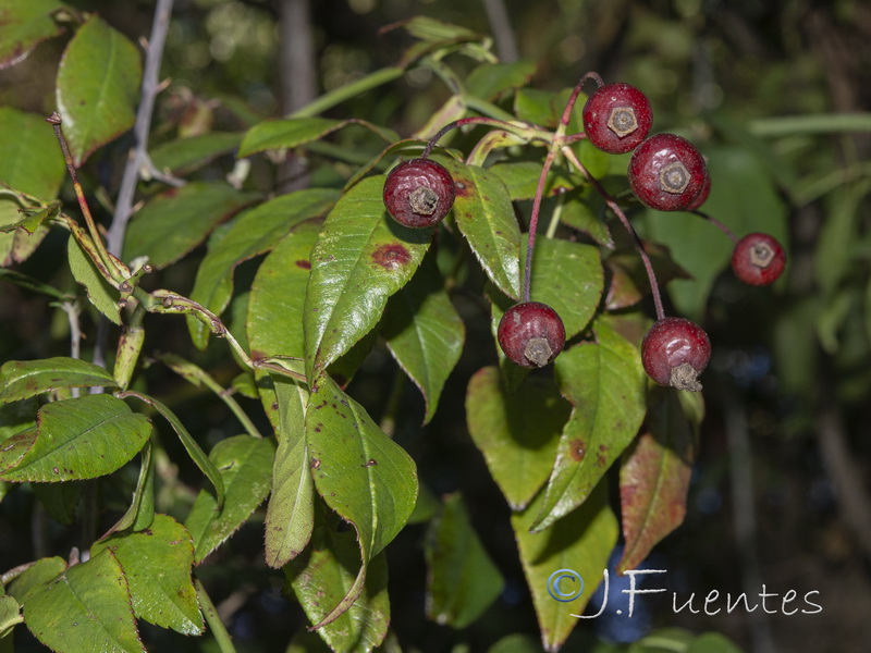 Rosa sempervirens.06