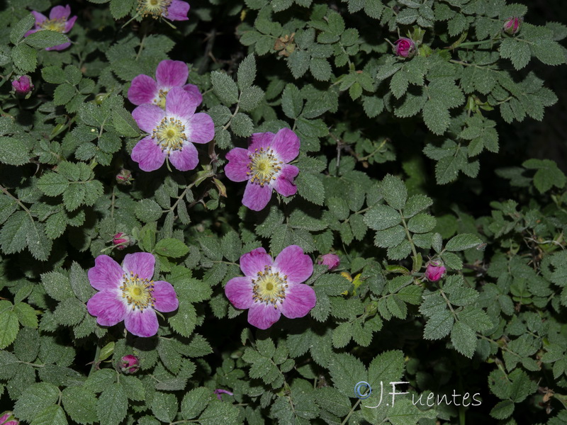 Rosa sicula.01