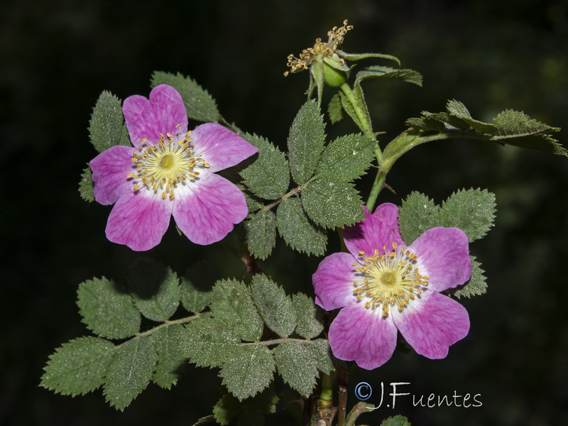 Rosa sicula.02