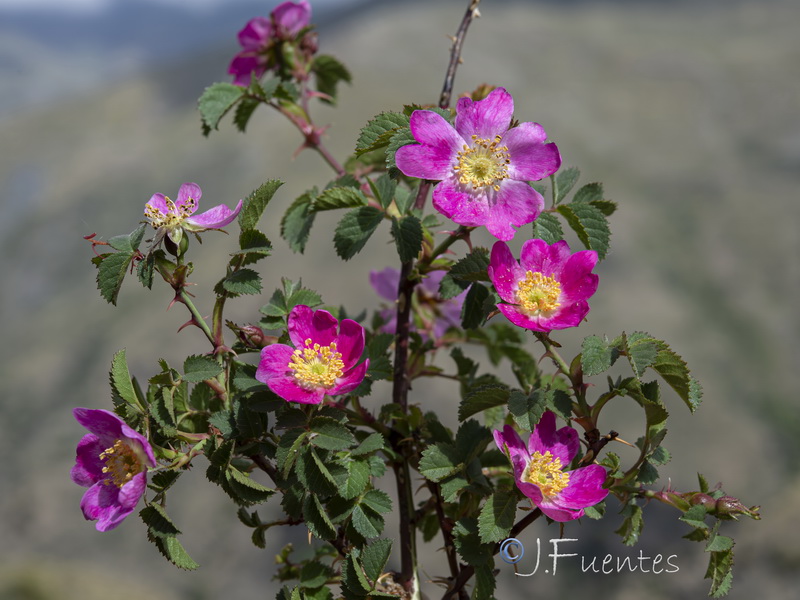 Rosa sicula.03