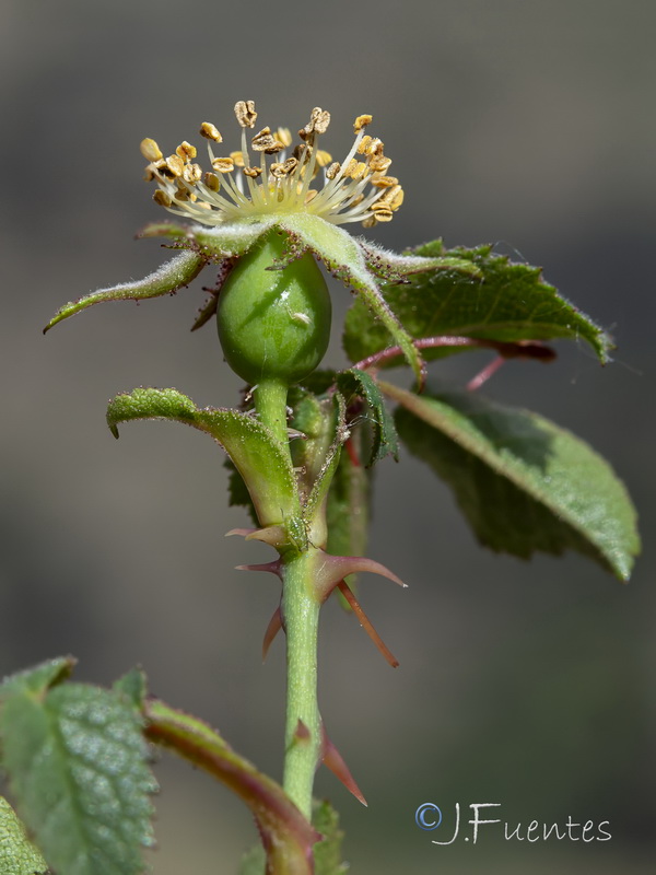 Rosa sicula.04