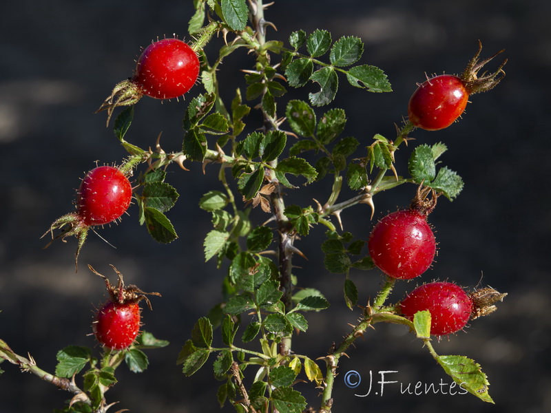 Rosa sicula.05