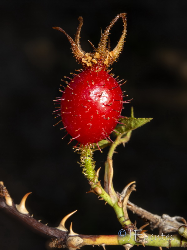 Rosa sicula.07
