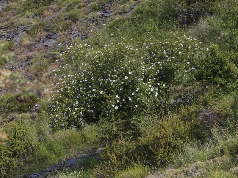 Rosa stylosa.01